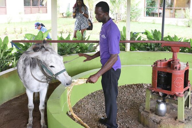 Appleton Estate Rum Factory And YS Falls Inclusive Tours From Montego Bay - Two South Coast sights in one long day