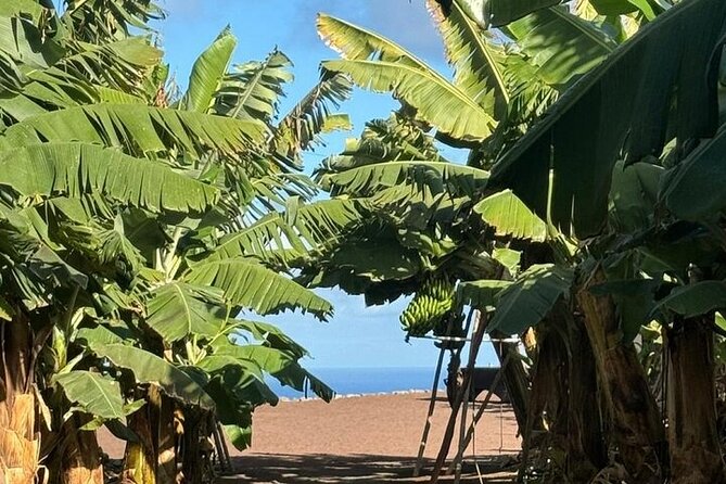 Banana Museum, Rum Distillery & Winery guided tour with tasting - A short mojo sauce workshop