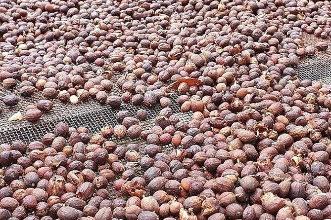 Banana Museum, Rum Distillery & Winery guided tour with tasting - Transport, group size, and the pace of the day
