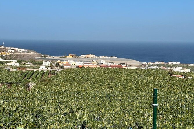 Banana Museum, Rum Distillery & Winery with Tasting: Premium tour - What the banana tasting adds
