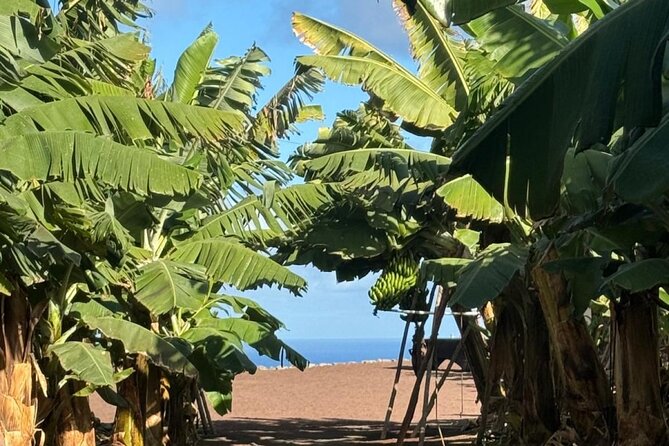 Banana Museum, Rum Distillery & Winery with Tasting: Premium tour - Wine and coffee at Bodega Los Berrazales