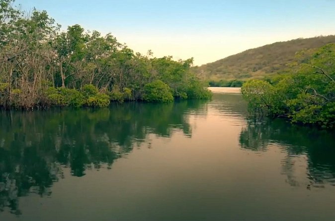 Bio Bay Magic and Rum Tasting Tour from San Juan - Why the bioluminescent swim is the main event