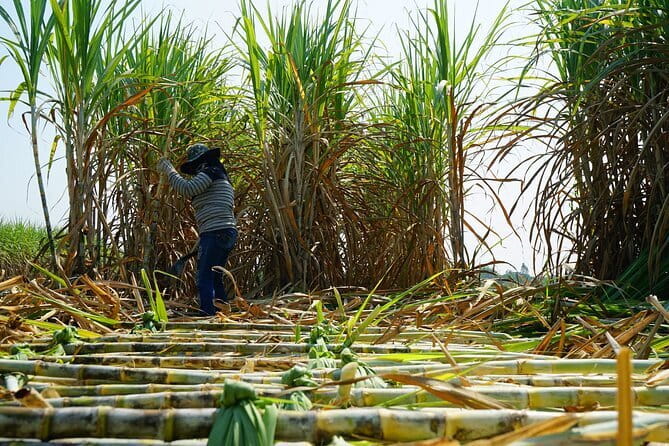 Chalong Bay Rum Distillery Experience - Why Chalong Bay Rum makes a good Phuket break
