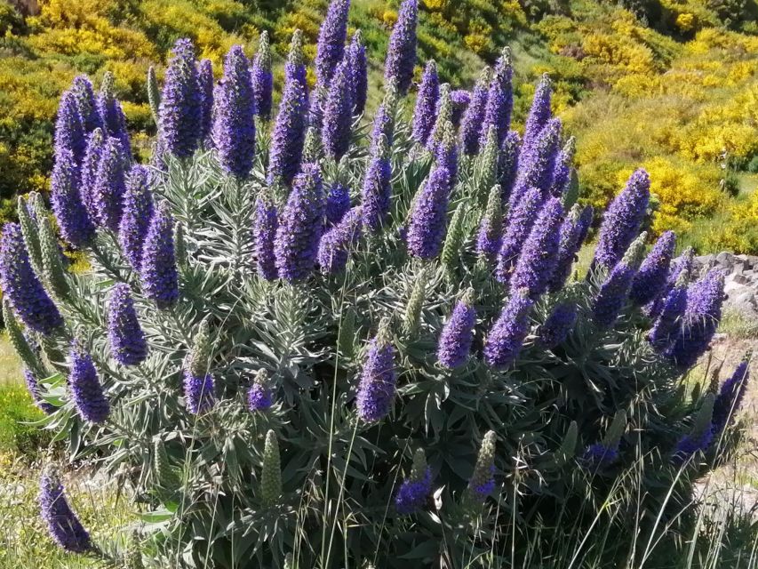 EAST MADEIRA:,Peaks, Forest walk,Thatched Roofs, Rum factory - Machico and the story of Madeira’s arrival