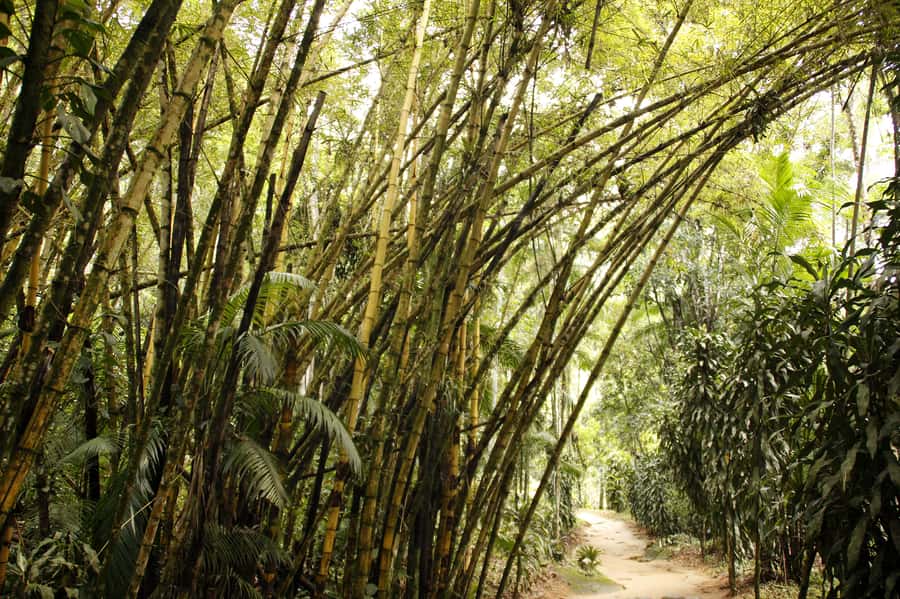 Full-Day Jungle Jeep Waterfall and Cachaça Distillery Tour - A jeep ride into Paraty’s forest