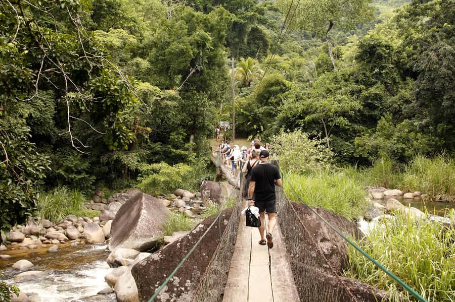 Full-Day Jungle Jeep Waterfall and Cachaça Distillery Tour - Bamboo, bromeliads, and the Jequitibá tree