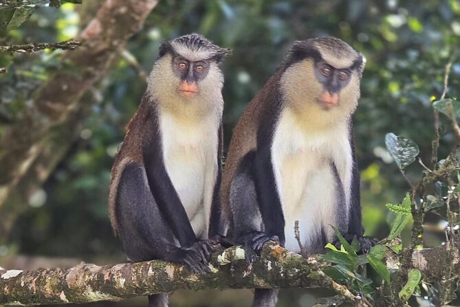 Full-Day Tour: Concord Waterfall, Chocolate Factory, Rum Distillery, Grand Etang - The guides shape the whole experience