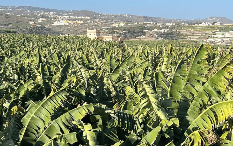 Gran Canaria: Rum, Wines and Banana Tour - Key points to know before booking