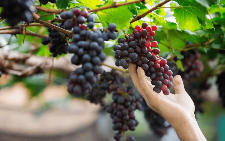 Gran Canaria: Rum, Wines and Banana Tour - A food tour that also explains Gran Canaria