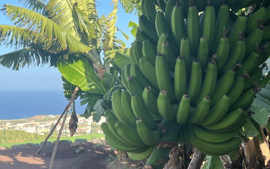 Gran Canaria: Rum, Wines and Banana Tour - Inside the Arehucas rum distillery