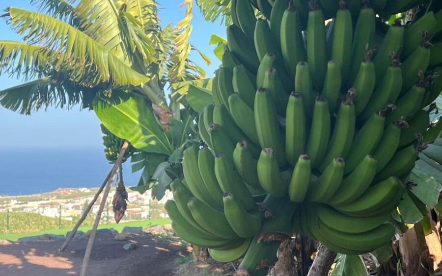 Gran Canaria: Rum, Wines and Banana Tour - A lunch break at Playa de las Nieves