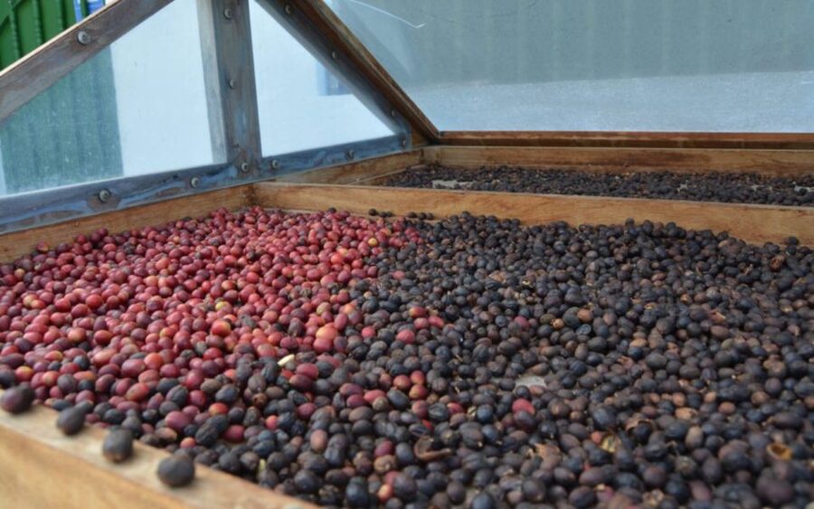 Gran Canaria: Rum, Wines and Banana Tour - Wine, coffee, and volcano-grown produce near Agaete