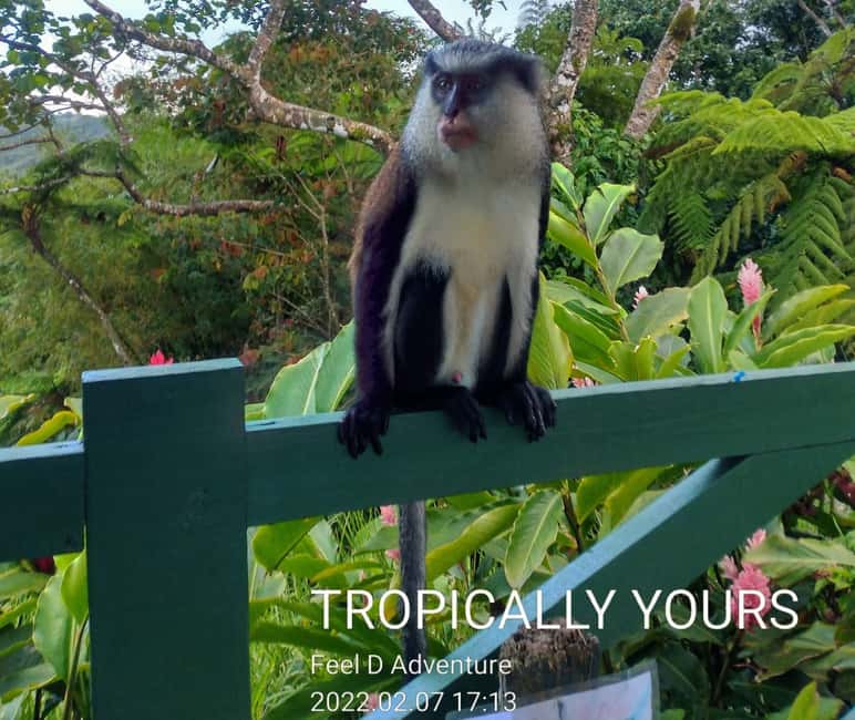 Grenada: Culture and Nature Island Tour with Chocolate & Rum - Why this Grenada tour works as a first day