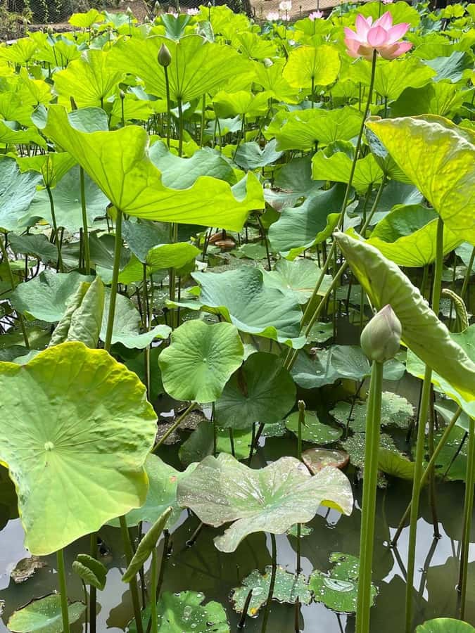 local Market,Botanical garden,Rum tasting & authentic Lunch - Timing, pickup, and what to bring