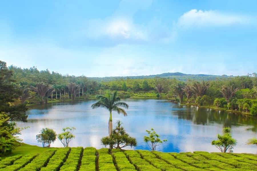 Mauritius: Tea, Rum and Vanilla Route with Lunch and Pickup - Key points to know before booking