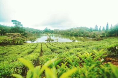 Tea, Rum and Vanilla Route with Lunch and Pickup