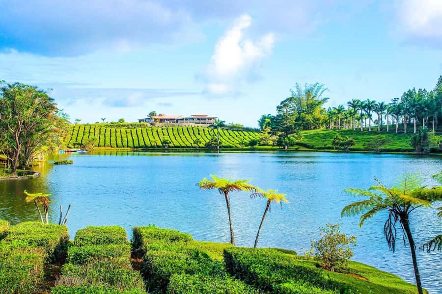 Mauritius: Tea, Rum and Vanilla Route with Lunch and Pickup - Rum tasting at the Maison du Rhum