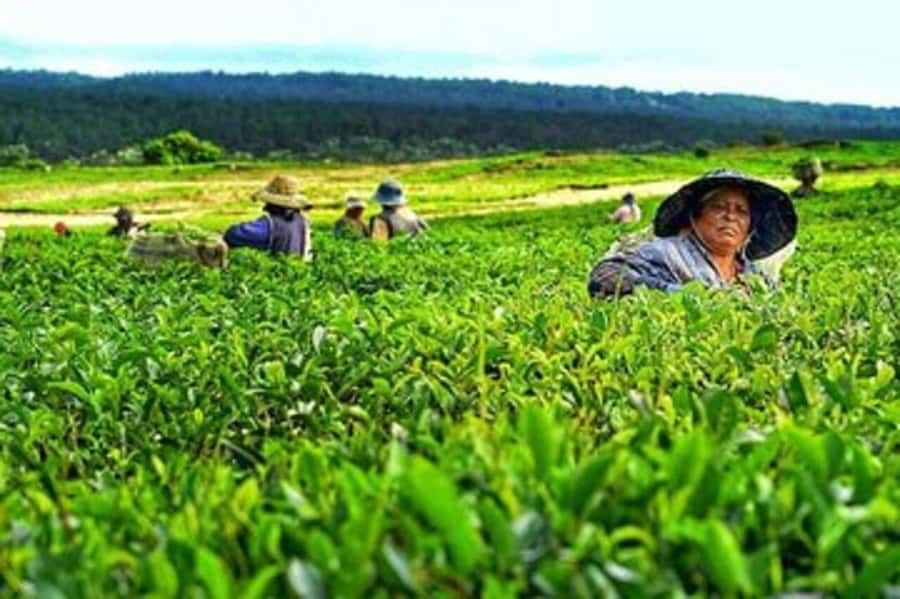 Mauritius: Tea, Rum and Vanilla Route with Lunch and Pickup - Guide quality and the private-group advantage