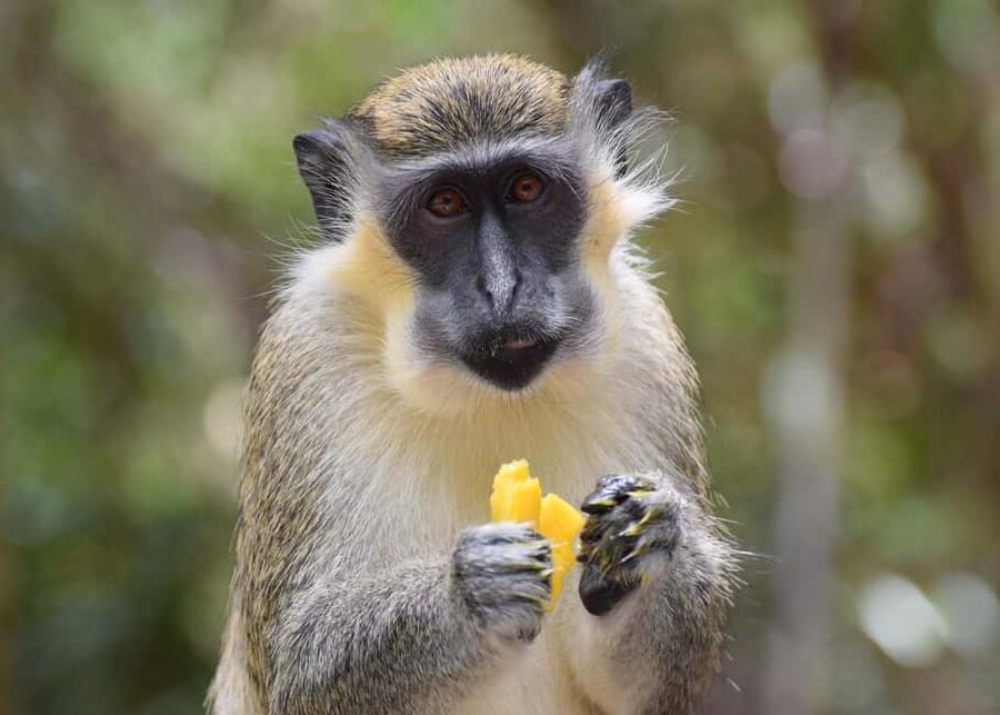Monkey Feeding & Historic Sugar Plantation & Rum Distillery - Key points at a glance