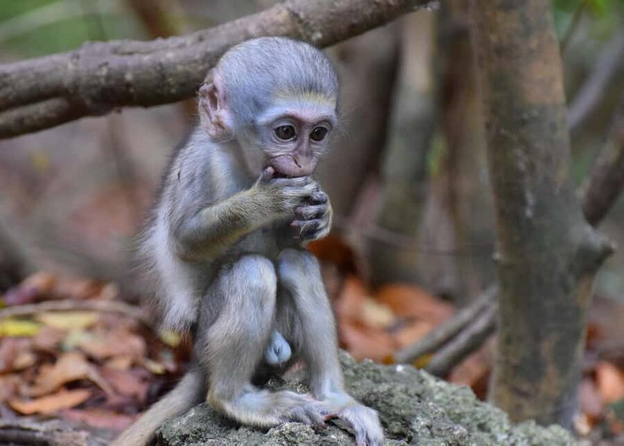 Monkey Feeding & Historic Sugar Plantation & Rum Distillery - Why this route works in northeast Barbados