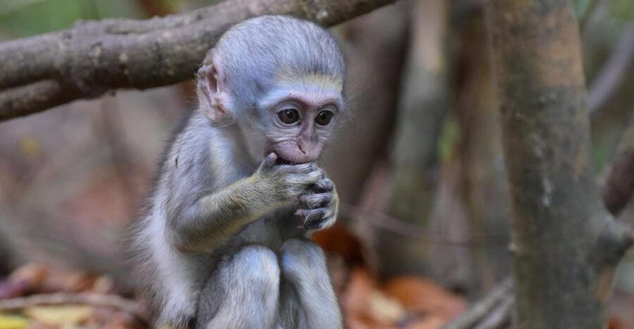 Monkey Feeding & Historic Sugar Plantation & Rum Distillery - What the guide adds to the drive