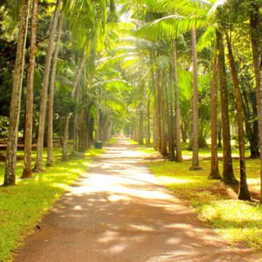 North Day Tour, Botanical Garden, Sugar Museum, Rum Tasting - The Red Church at Cap Malheureux