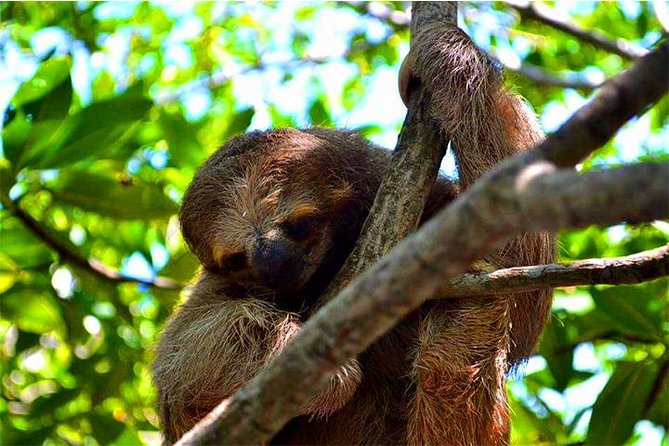 Roatan ATV Sightseeing, Sloth & Monkeys, Chocolate & Rum Factory - Hilltop views and local island life