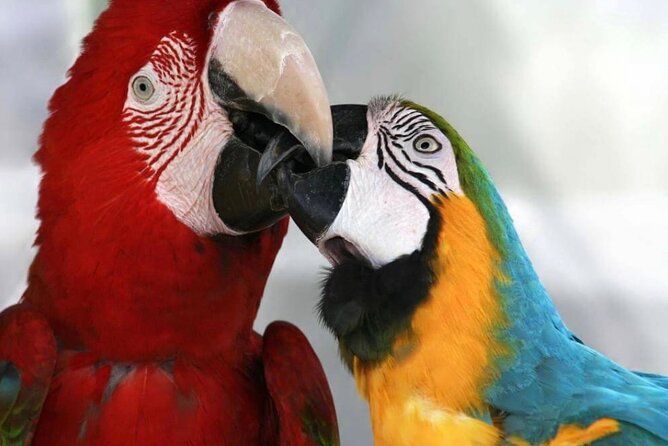 Roatán Island Tour: Sloth & Monkey Park, Rum, and Chocolate - Sloths, Monkeys, and Macaws at the Animal Park