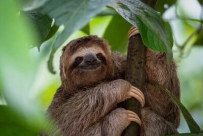 Roatán Island Tour: Sloth & Monkey Park, Rum, and Chocolate