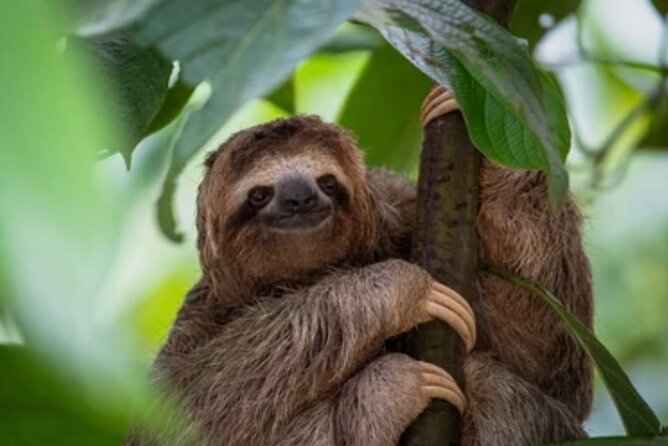 Roatán Island Tour: Sloth & Monkey Park, Rum, and Chocolate - What to Expect at the Roatán Chocolate Stop