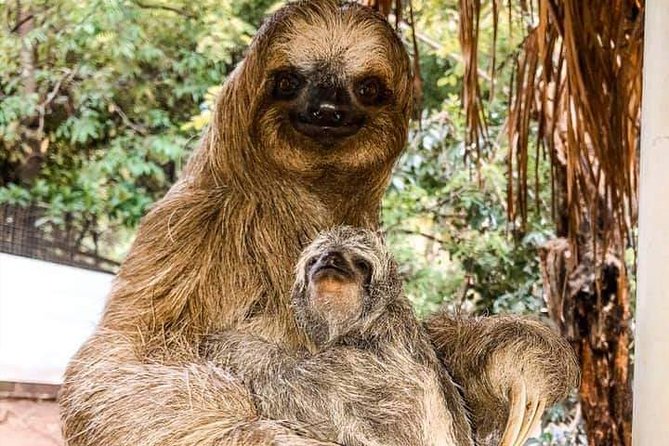 Roatan Monkey and Sloth Tour with Chocolate and Rum Factory - Why this Roatan tour works well for a port day