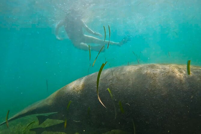 San Juan Snorkel with Turtles and Manatee's; Free Video and Rum! - Visibility, current, and comfort in the water