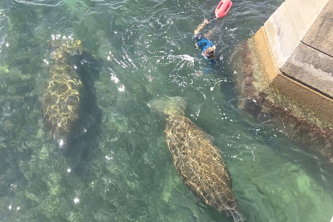 San Juan Snorkel with Turtles and Manatee's; Free Video and Rum! - Cancellation and booking details worth knowing