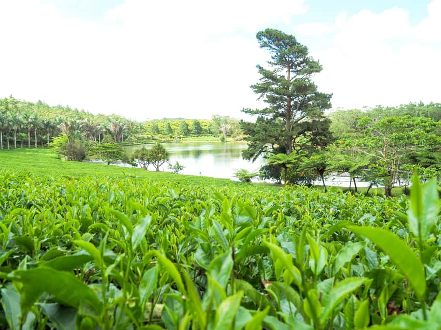 Tea, Rum & Vanilla Route - Why this route gives Mauritius more depth